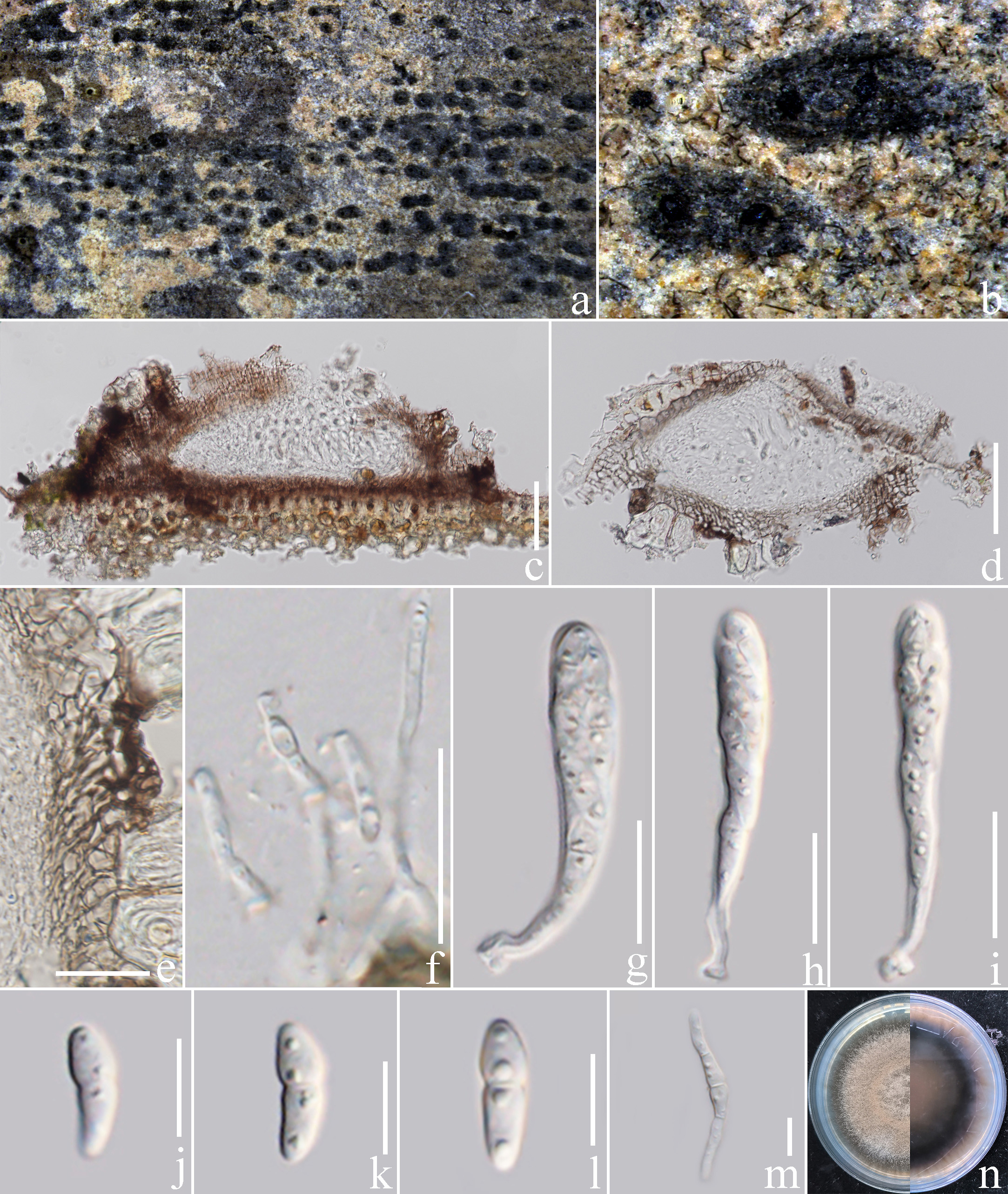 Figure 43